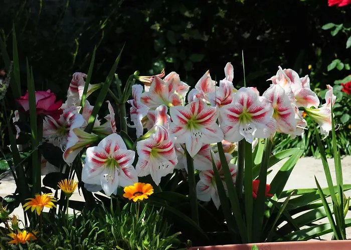 Lucija Apartman Zadar